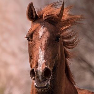 Meet your Posher, Ashly